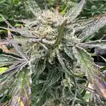 Divine Seeds Competition 🏆Plant #1