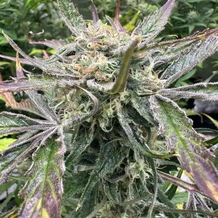 Divine Seeds Competition 🏆Plant #1