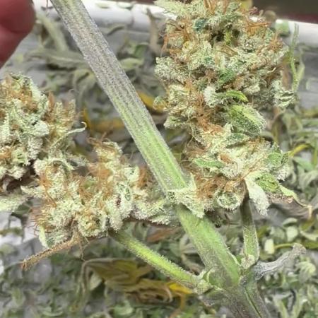 Divine Seeds Competition 🏆Plant #1