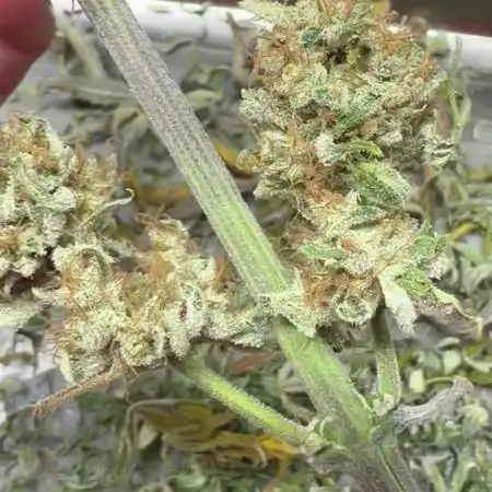 Divine Seeds Competition 🏆Plant #1