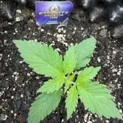 Zamnesia Grow Cup 2026