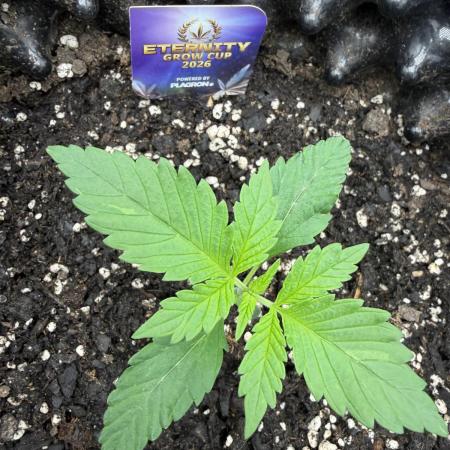 Zamnesia Grow Cup 2026