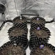 Zamnesia Grow Cup 2026