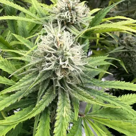 Divine Seeds Competition 🏆Plant #3