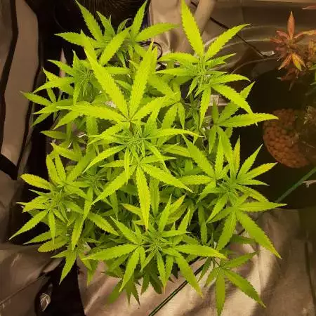 Fastbuds Orange Sherbet 