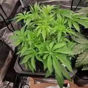 Barneys Seeds DWC Hydro