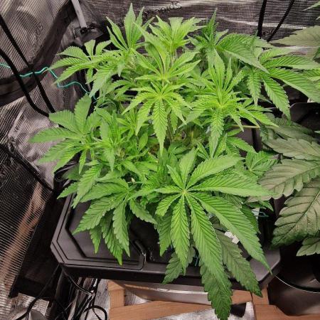 Barneys Seeds DWC Hydro