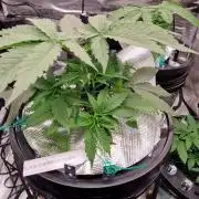 Barneys Seeds DWC Hydro