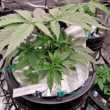 Barneys Seeds DWC Hydro