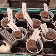 Barneys Seeds DWC Hydro