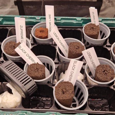 Barneys Seeds DWC Hydro