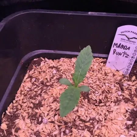 MandaRuntz Indoor