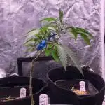 Liberty Haze Indoor