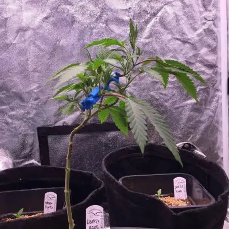 Liberty Haze 80 x 80 - LEC CMH