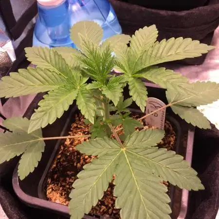 LSD Indoor