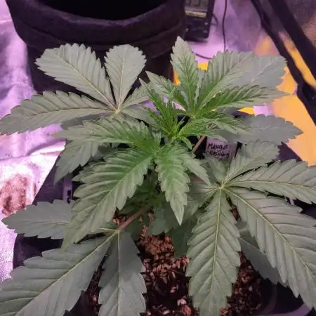 Cake Crasher - Mango