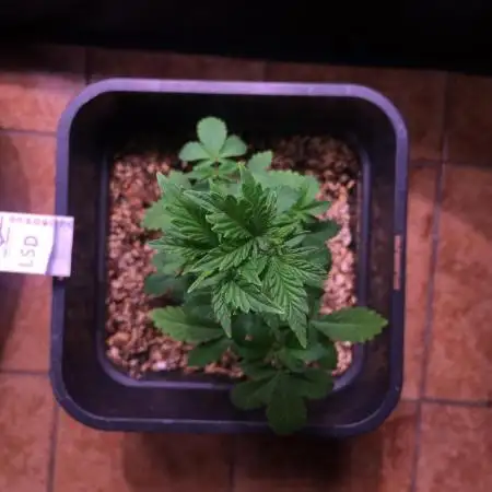 LSD Indoor
