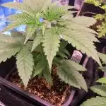 Gorila Piña Indoor
