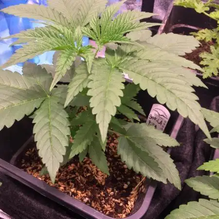 Gorila Piña Indoor