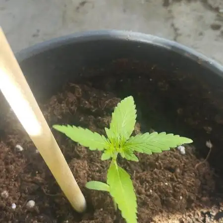 Gorilla Zkittlez auto