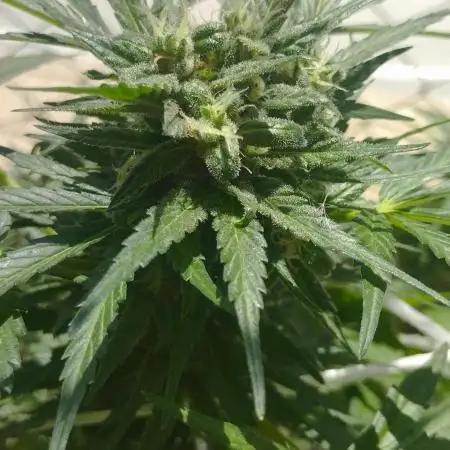 Z-Up auto