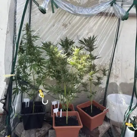 Strawberry Gorilla Auto outdoor grow