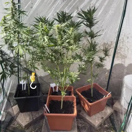 Strawberry Gorilla Auto outdoor grow