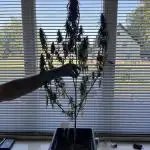 Strawberry Gorilla Auto outdoor grow