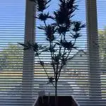 Strawberry Gorilla Auto outdoor grow