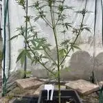 Strawberry Gorilla Auto outdoor grow