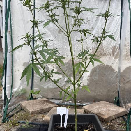 Strawberry Gorilla Auto outdoor grow