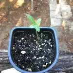 First grow 