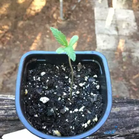 First grow 