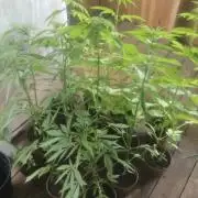 2026 Guerrilla Grow Minimal Effort