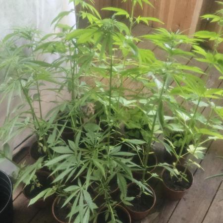 2026 Guerrilla Grow Minimal Effort