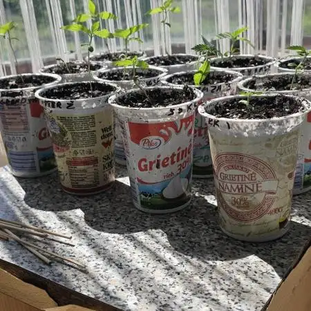 Sweet Seeds Killer Kush Guerilla 2025