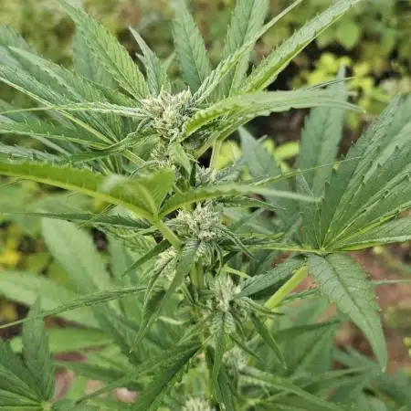 Sweet Seeds Killer Kush Guerilla 2025