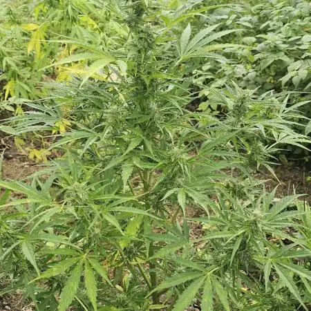 Ganja Farmer Big Jack Auto Guerilla 2025