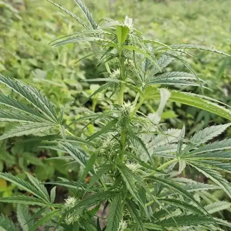 Ganja Farmer Big Jack Auto Guerilla 2025