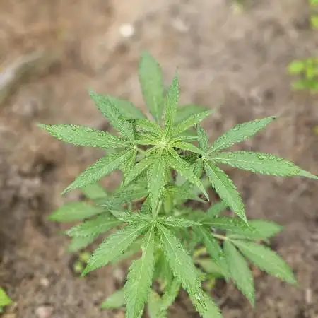Sweet Seeds Killer Kush Guerilla 2025