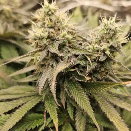 AMS Gelato XTRM