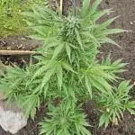 MSNL Purple Haze Auto Guerilla 2025
