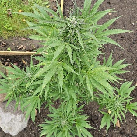 MSNL Purple Haze Auto Guerilla 2025