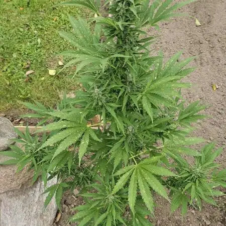 MSNL Purple Haze Auto Guerilla 2025