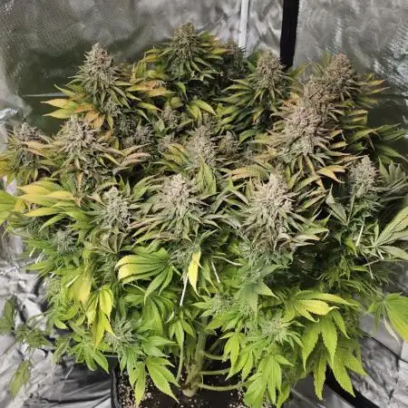 AMS Gelato XTRM
