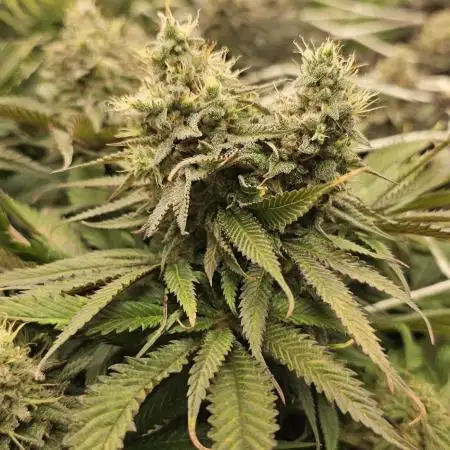 AMS Candy Kush 2025