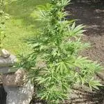 MSNL Purple Haze Auto Guerilla 2025