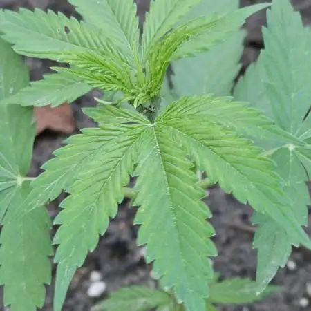 MSNL Purple Haze Auto Guerilla 2025