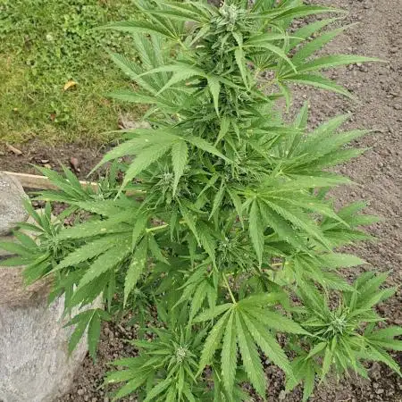 MSNL Purple Haze Auto Guerilla 2025