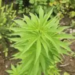 Herbies Bruce Banner Guerilla 2025